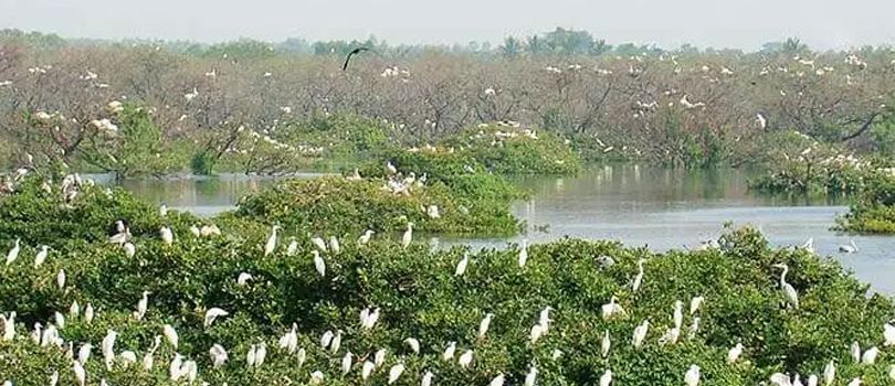 Vedanthangal Bird Sanctuary 2