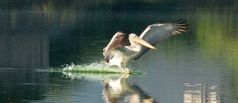 Porbandar Birds Sanctuary