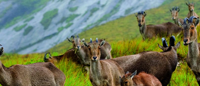 Eravikulam National Park