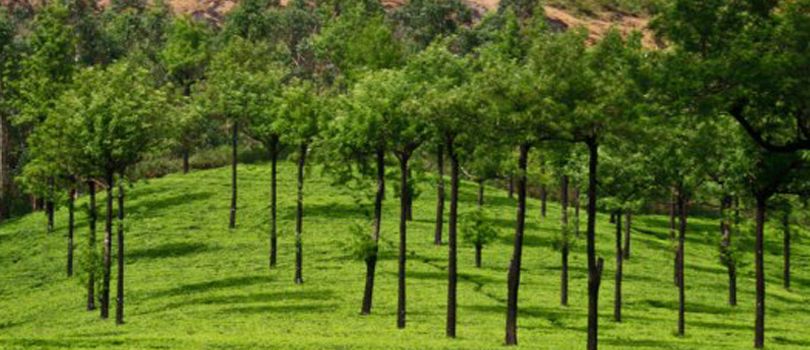 Rungli Rungliot Hills