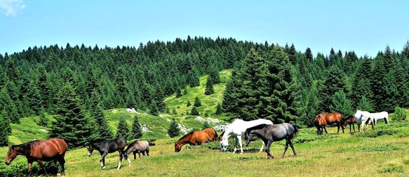 Dibru Saikhowa National Park