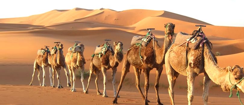 Camel Safari In Jodhpur