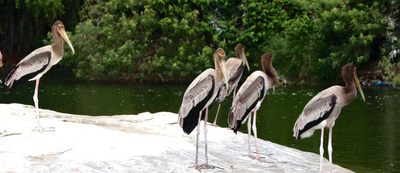 Ranganathittu Bird Sanctuary