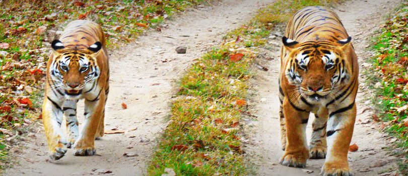 Kanha National Park