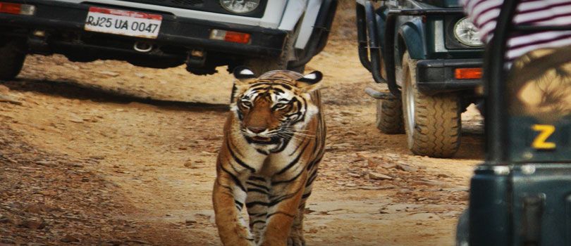 Jeep Safari in Ranthambore