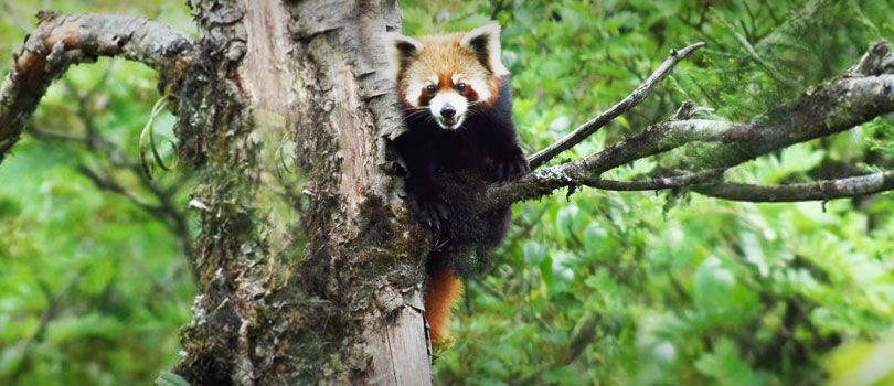 Neora Valley National Park