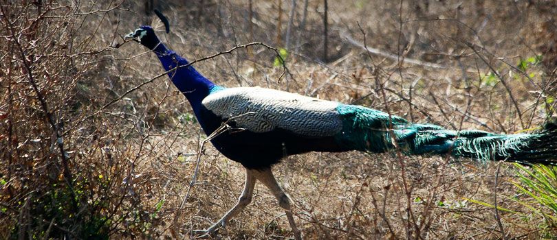 Keoladeo Ghana Bird Sanctuary