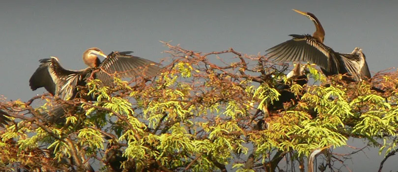 Kumarakom Bird Sanctuary