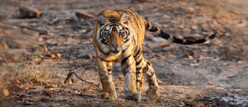 Bandhavgarh National Park
