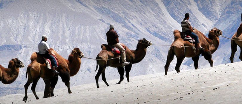 Camel Safari In Ladakh