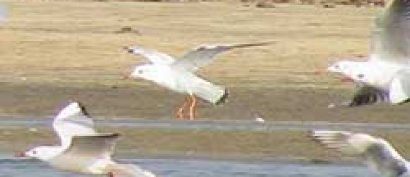 Kadalundi Bird Sanctuary