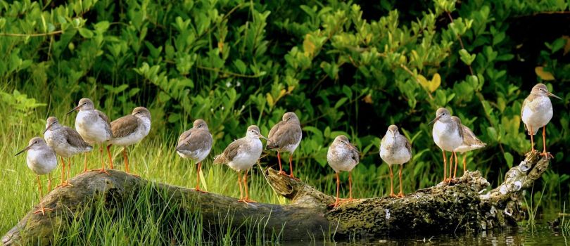 Kadalundi Bird Sanctuary