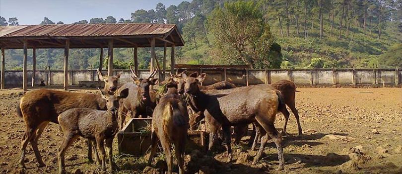 Manipur Zoological Garden