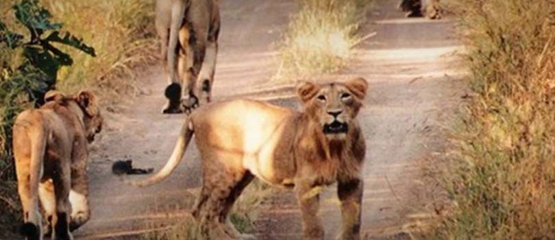 Palamau Tiger Reserve