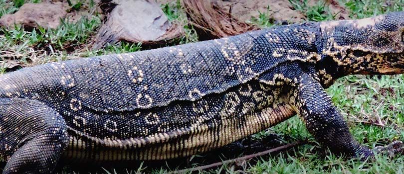 Gugamal National Park