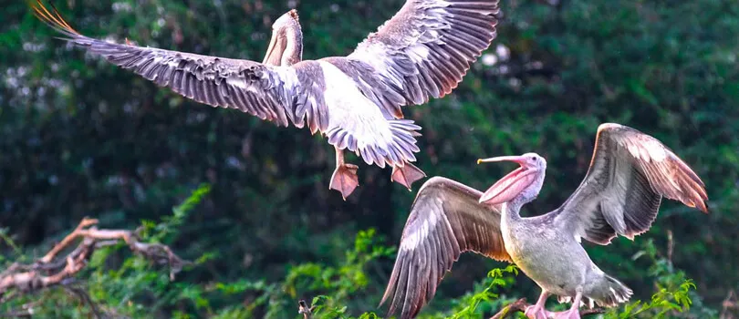 Uppalapadu Nature Conservation