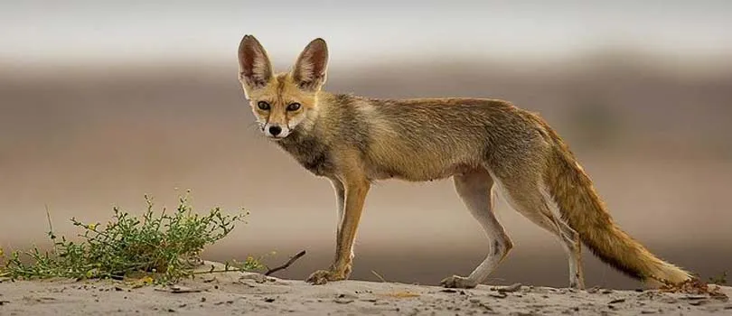 Kutch Desert Wild Life Sanctuary