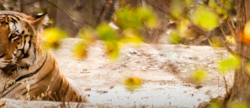 Nagzira Wildlife Sanctuary