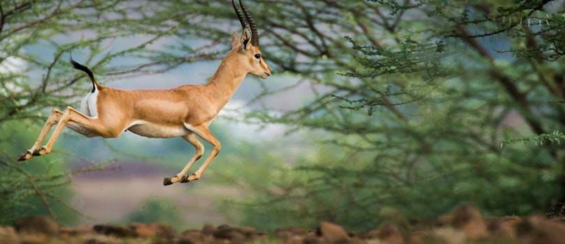 Nayagaon Mayur Sanctuary