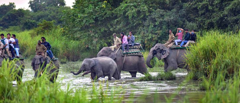 Kaziranga National Park