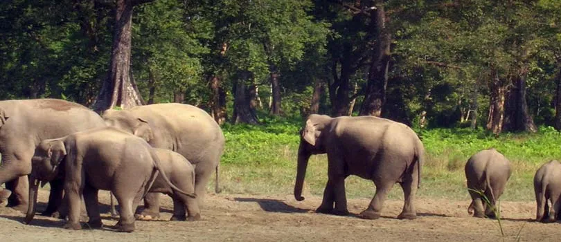 Jaldapara Wildlife Sanctuary