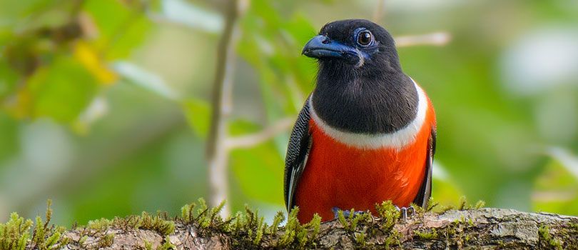 Thattekad Bird Sanctuary