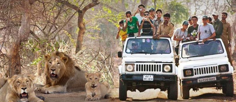 Jeep Safari in Junagadh