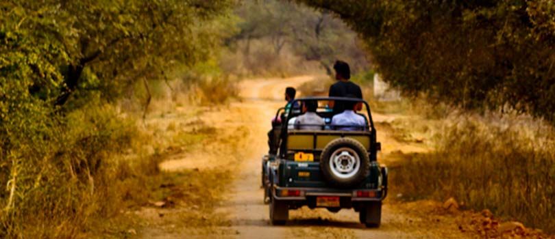 Jeep Safaris in Sariska Wildlife Sanctuary