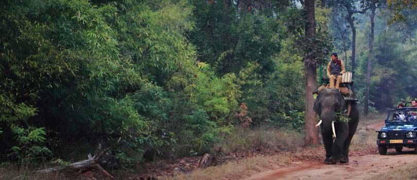 Elephant Safari in Bandhavgarh
