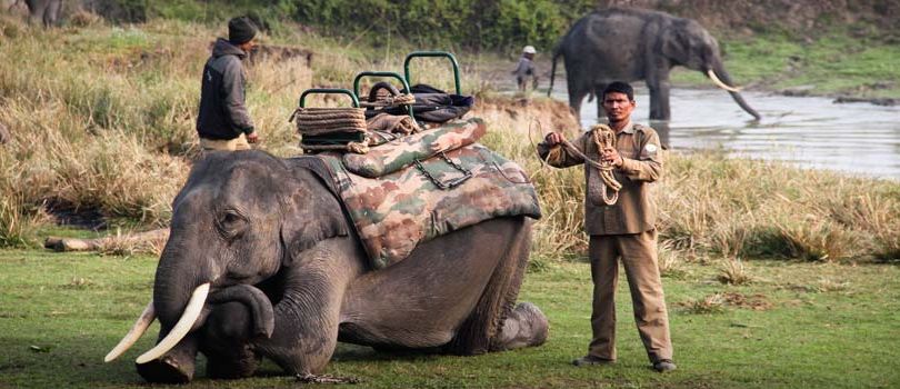 Elephant Safari in Idukki