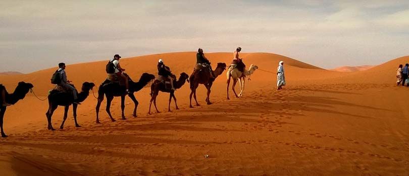 Camel Safari In Shekhawati