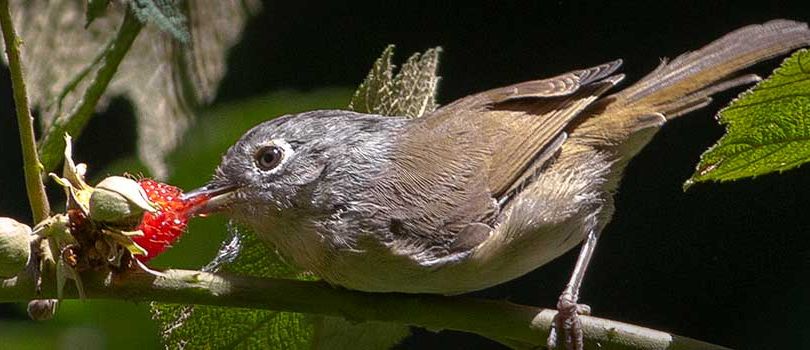 Mahananda Weir Wildlife Sanctuary