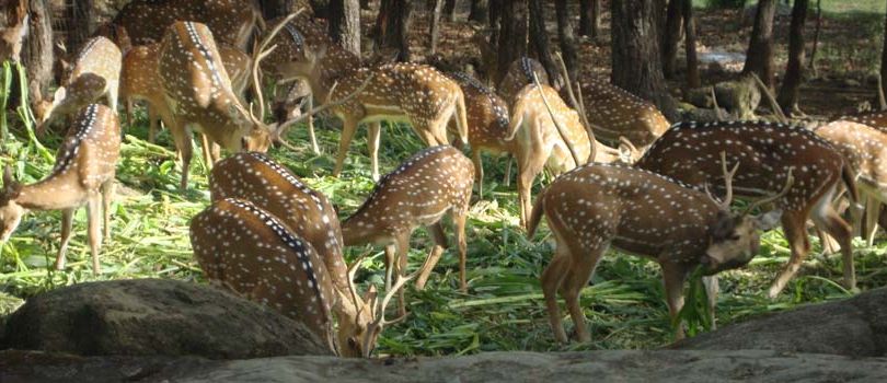 Malsi Deer Park