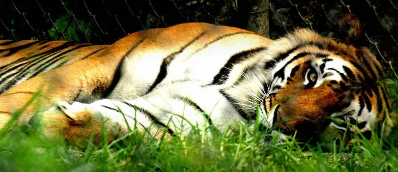 Nainital Zoo