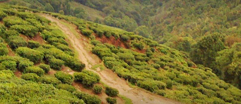 Happy Valley Tea Gardens