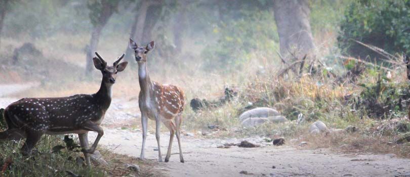 Benog Wildlife Sanctuary