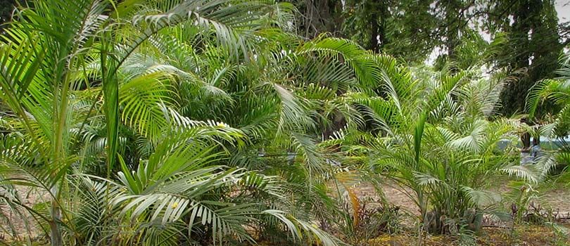 TNAU Botanical Garden