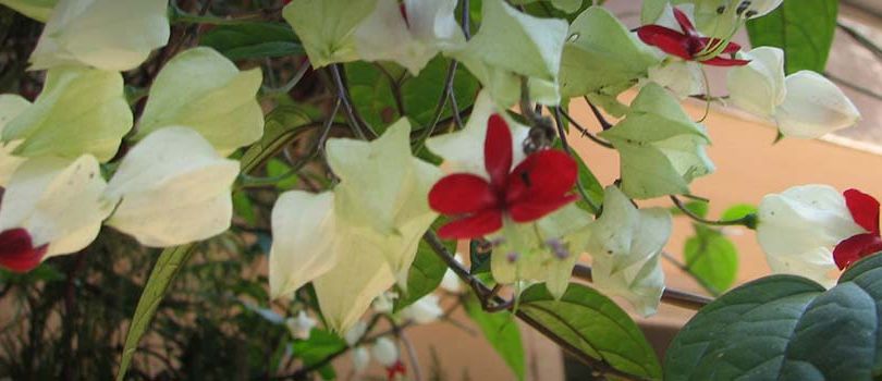 Abraham's Spice Gardens