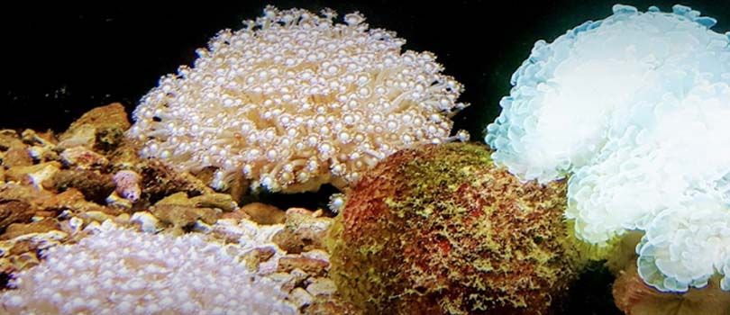 Vizhinjam Marine Aquarium