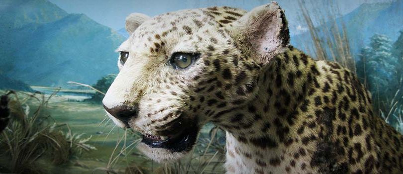 Bengal Natural History Museum