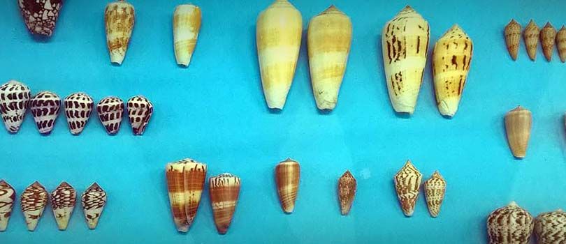 India Seashell Museum
