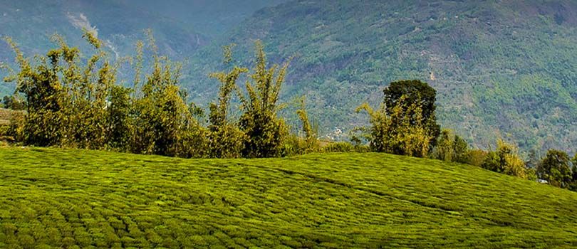 Temi Tea Estate