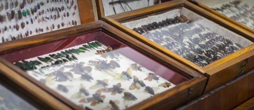 Wankhar Entomology Museum