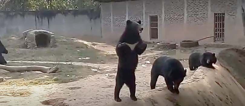 Nagaland Zoological Park