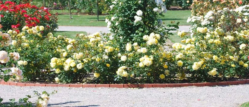 Rose Garden