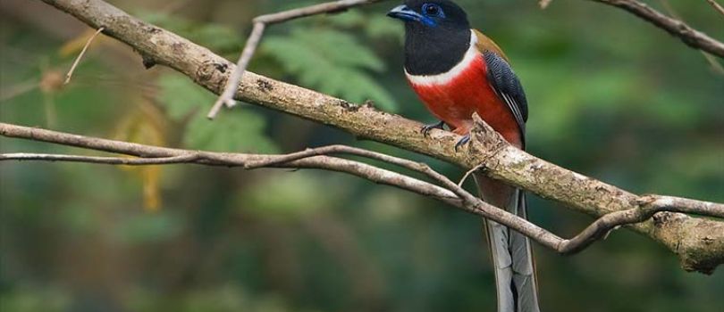 Karnala Bird Sanctuary, Raigad