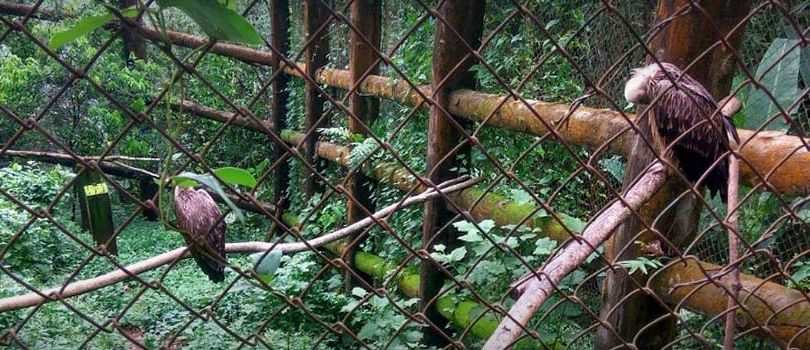 Mini Zoological Garden