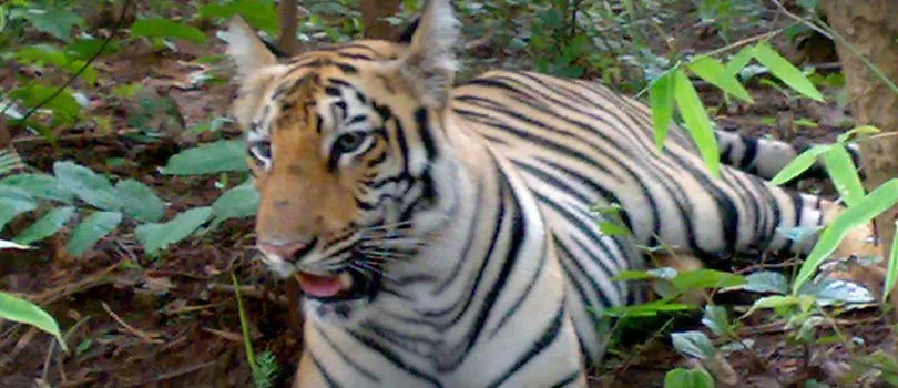 Tadoba Andhari Tiger Project