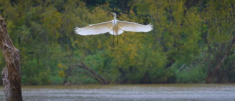 Mandagadde Bird Sanctuary
