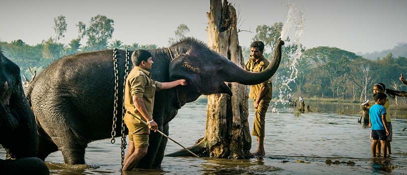 Sakrebayalu Elephant Camp